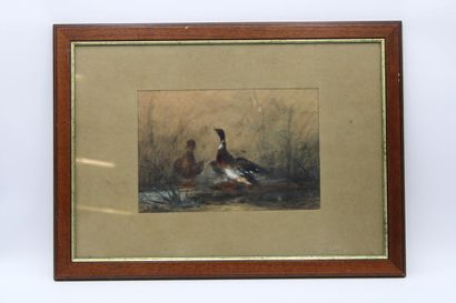 ALINE ALOT ( 1813/18566)
Volatiles. Mixed...