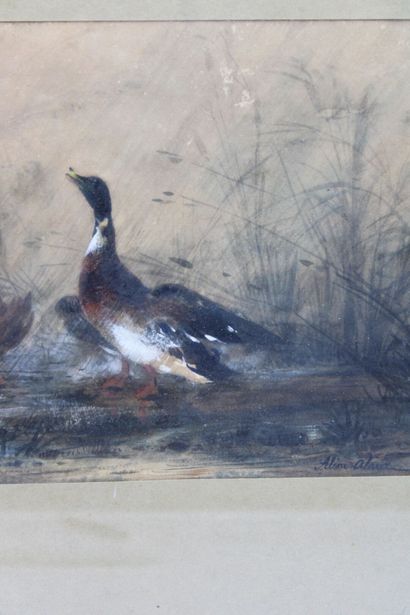 ALINE ALOT ( 1813/18566)
Volatiles. Mixed...