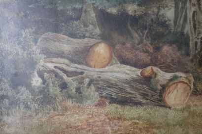 School of the XIXth. Landscape under wood...