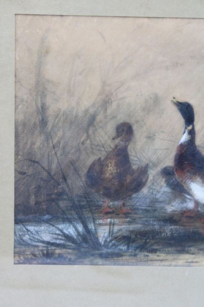 ALINE ALOT ( 1813/18566)
Volatiles. Mixed...