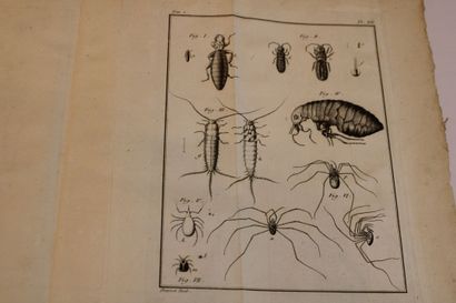 GEOFFROY, Histoire abrégé des Insectes, dans...