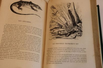 DUBOIS Auguste, LE BUFFON des FAMILLES, Histoire...