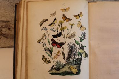 [LEPIDOPTEROLOGIE], SAND (Maurice). The World...