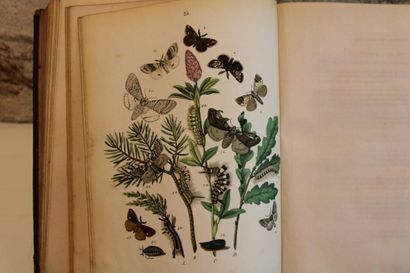 [LEPIDOPTEROLOGIE], SAND (Maurice). The World...