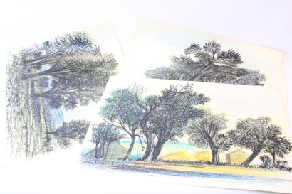 Jean BURKHALTER (1895-1982), Etudes d'arbres,...