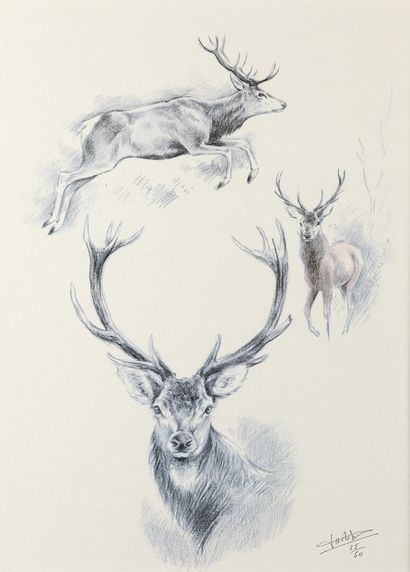Etude de Cerfs lithographie, SBD, dédicacée...