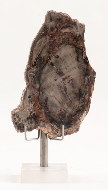 Silicified branch, polished section on both...
