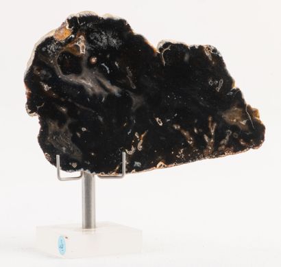 Polished slice of a black siliceous rock...