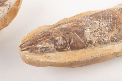 Suite of two nodules with fossil fish from...