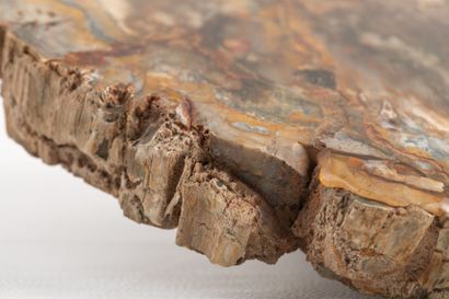 Slice of a silicified tree trunk, polished...