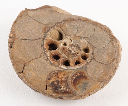 Ammonite sawn in half and polished. Jurassic...