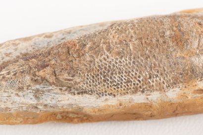 Suite of two nodules with fossil fish from...