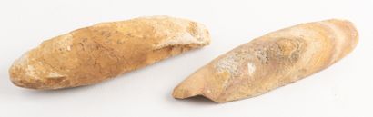 Suite of two nodules with fossil fish from...