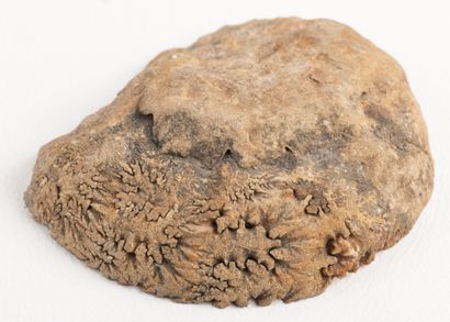 Jurassic ammonite section showing amber calcite...
