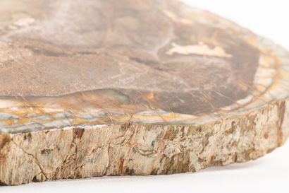 Slice of a silicified tree trunk, polished...