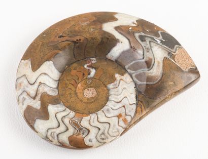 Polished Goniatite fossil from the Erfoud...