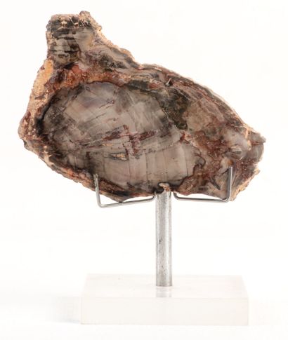 Silicified trunk, polished section on both...