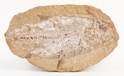 Nodule with fossil fish from the Santana...