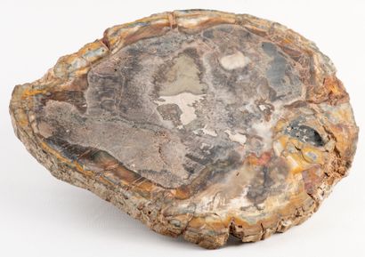 Slice of a silicified tree trunk, polished...