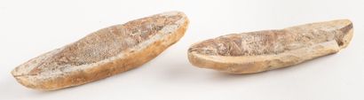 Suite of two nodules with fossil fish from...