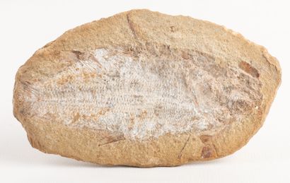 Nodule with fossil fish from the Santana...