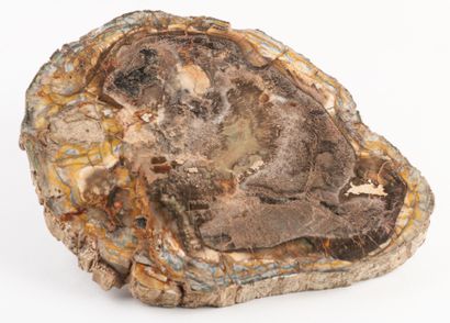 Slice of a silicified tree trunk, polished...