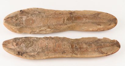 A beautiful, long nodule from the famous...