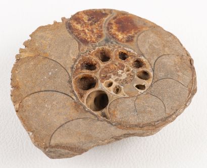 Jurassic ammonite section showing amber calcite...