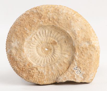 Ammonite potentially from the Pliensbachian...