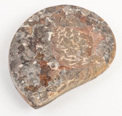 Polished Goniatite fossil from the Erfoud...