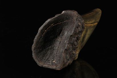 Carved horn. INDIA, Asia 19th century.
Sizes:...