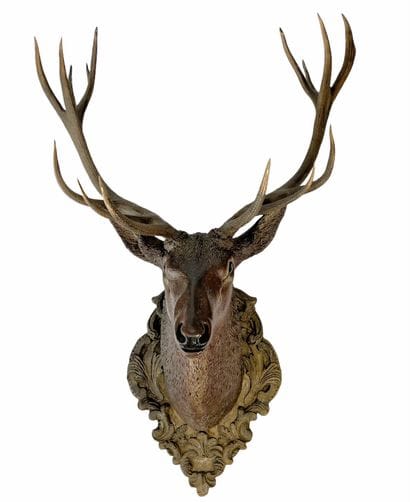 Rare imposante tête de cerf en bois - (h...