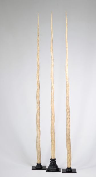 Lot de 3 dents de Narval - (Monodon Monoceros)...