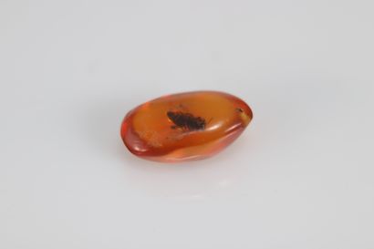 Ambre polie présentant une inclusion d'insecte
Poids:...