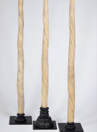 Lot de 3 dents de Narval - (Monodon Monoceros)...