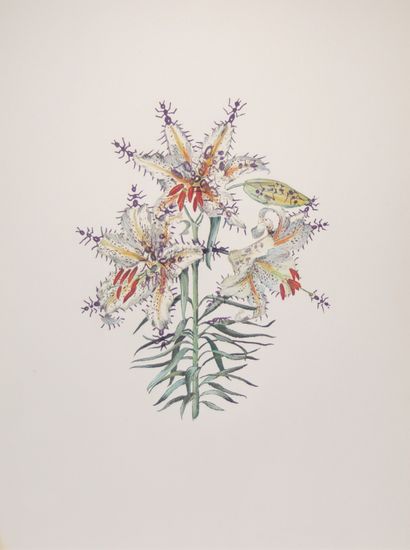 Salvador Dali « Lilium Auratum Formicans...
