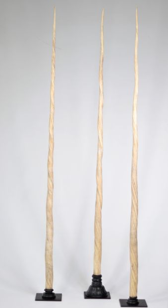Lot de 3 dents de Narval - (Monodon Monoceros)...