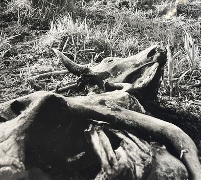 LUCIEN CLERGUE (1934-2014). Prairie au cadavre...