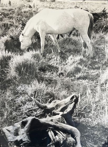 LUCIEN CLERGUE (1934-2014). Prairie au cadavre...