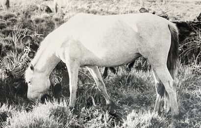 LUCIEN CLERGUE (1934-2014). Prairie au cadavre...