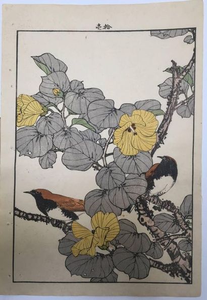 Keinen. Grive draine à l'affut au bord d'une...