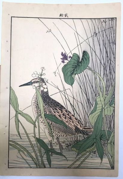 Keinen. Grive draine à l'affut au bord d'une...