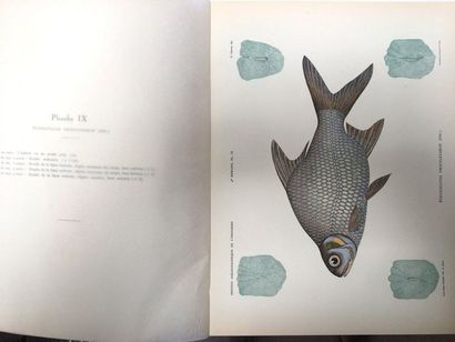 Pierre CHEVEY.

Ichthyological iconography...