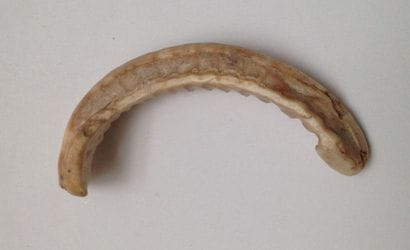 Fish bone that was made into a pendant in...