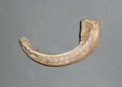 Fish bone that was made into a pendant in...