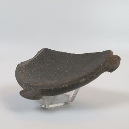 Fragmentary blush pallet. Grey-green shale....