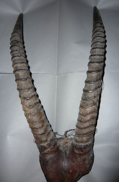 Pair of deer horns.

L: 55cm