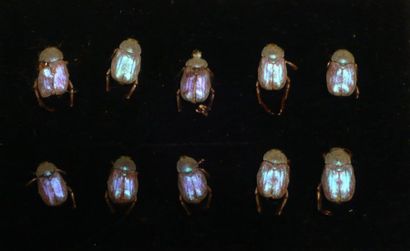 Box of ten miniature beetles 