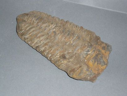 Upper Paleozoic trilobite 

(320 million...