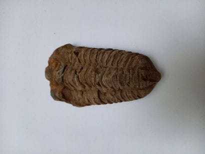 Upper Paleozoic trilobite 

(320 million...